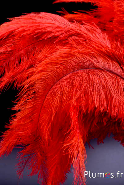 Struisvogel - 32-42 cm - grijs-bloedoranje